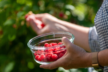 A female farmer picks vibrant red raspberries from a lush green bush. The ripe berries are growing on a farm. The woman holds a glass bowl with colorful fruit in her hand as she picks from a plant