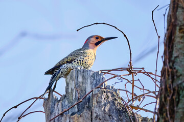 Northern flicker perched on top of a dead tree in the early morning sunshine
