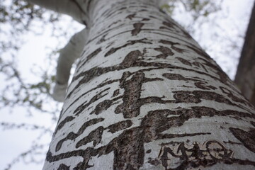 Macro of white-coloured tree bark with many couple engravings
