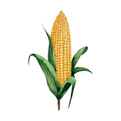 Corn vector illustration