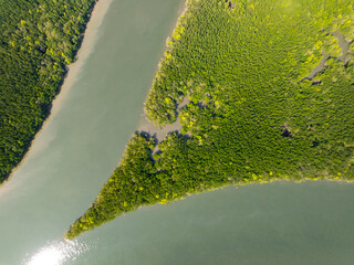 Amazing abundant mangrove forest, Aerial view of forest trees Rainforest ecosystem and healthy environment background, Texture of green trees forest top down, High angle view