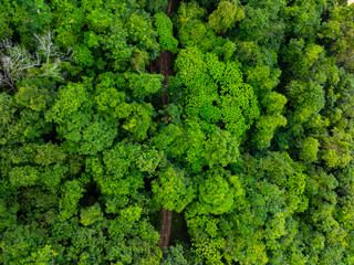 Aerial view Drone camera rainforest trees ecology with healthy environment concept and summer...