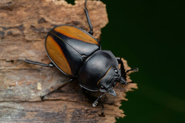 Stag Beetle