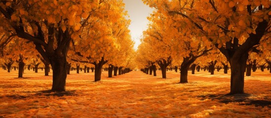 Lush trees with bright yellow leaves in a serene forest setting during the autumn season