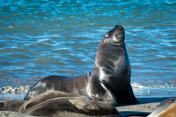 Fototapeta premium SEA LION ON THE BEACH