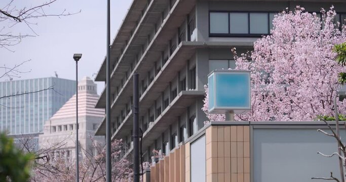 桜の花が咲く官庁街の風景。