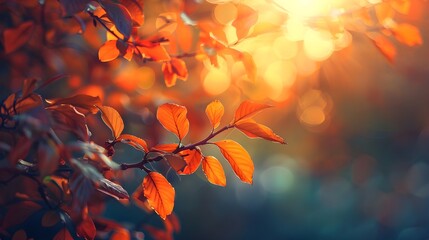 autumn leaves fall tree branches with dark blue and gold  bokeh background