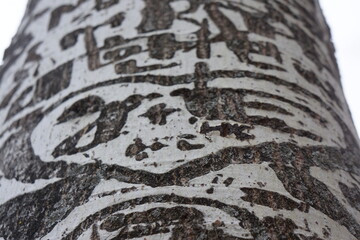 Macro of white-coloured tree bark with many couple engravings