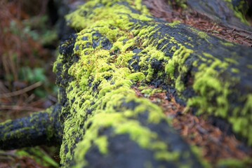 Close up down the trunk of a fallen tree covered in moss with forest floor out of focus in the...