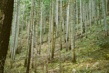 Side view of dense pine woodland on a slope, the forest floor is covered in moss and ferns. 