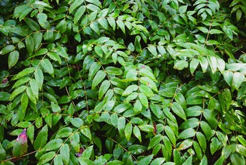 Top down view of many branches of lush green foliage, specifically Cascade Oregon-Grape (Berberis...
