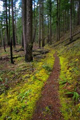 Hiking path through a dense pine woodland, lined on both sides by lush foliage and moss, and winding off to the left in the distance. 