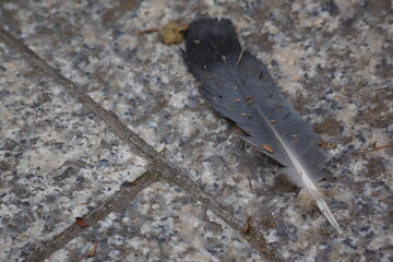 Close-up of black bird feather on stone floor