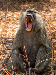 Baboon bears its fangs