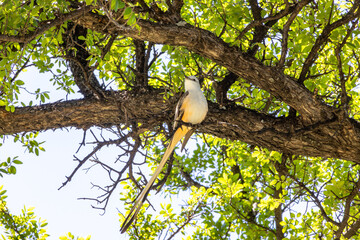Scissor-Tail bird in tree