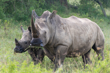 White rhino with calf in the wild
