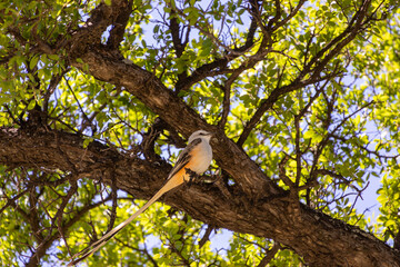 Scissor-Tail Bird in tree