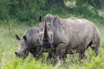 White rhino and calf in the wild