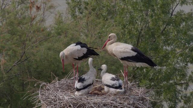 Two adult storks and their chicks stand in a large nest made of twigs, perched high in the trees