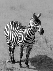Fototapeta na wymiar Zebra, looking