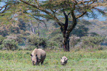Mama and baby white rhino © Lesli Woodruff