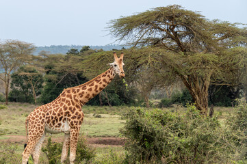 Curious giraffe