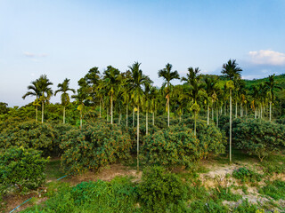 Fototapeta na wymiar Coconut grove in Qiongzhong rice field, Haikou, Hainan Province, China