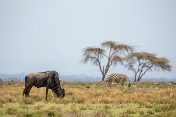 Animals grazing on Crescent Island, where Out of Africa was shot