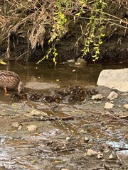 duck on the river