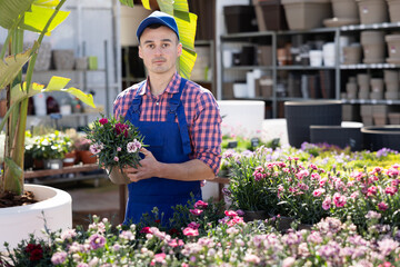 Young male salesman in uniform holding pot of garden carnation in flower shop