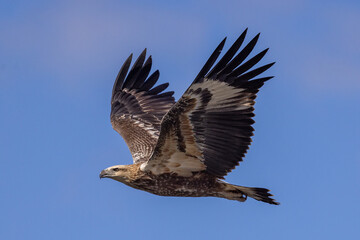 Juvenile White-bellied Sea Eagle in flight