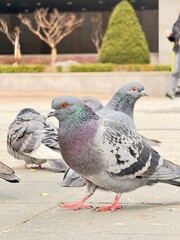 pigeons in the park