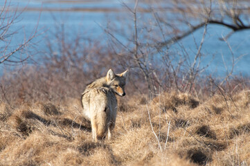 Nervous coyote looking over his shoulder in the dry grass
