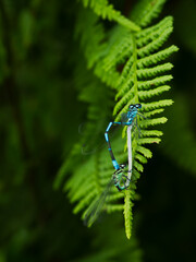 Dragonflies on a Fern