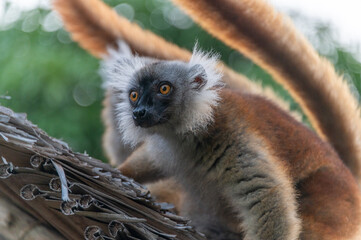 Female black lemur on Nosy Sakatia in Madagascar © Lesli Woodruff