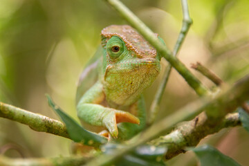 Close up of chameleon in Madagascar