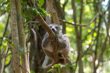 Crowned lemur taking rest on a branch