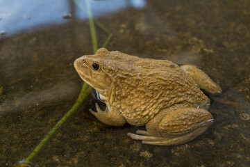 Big frog sits calmly in the water and looking for insects to eat.