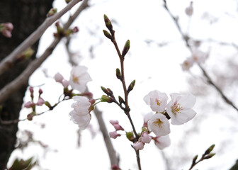 Obraz premium 벚꽃