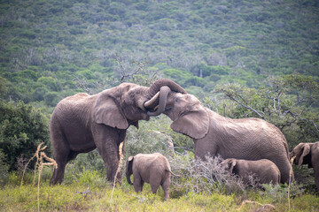 Wild young elephants play-sparring on the savannah