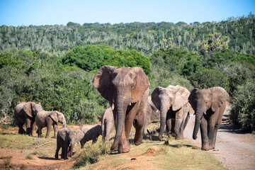 Herd of elephants on the savannah looking towards the camera