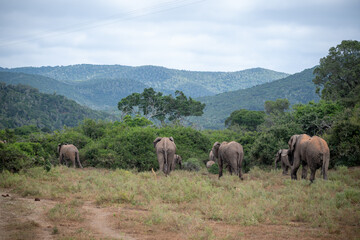 Obraz premium Elephant herd on the savannah