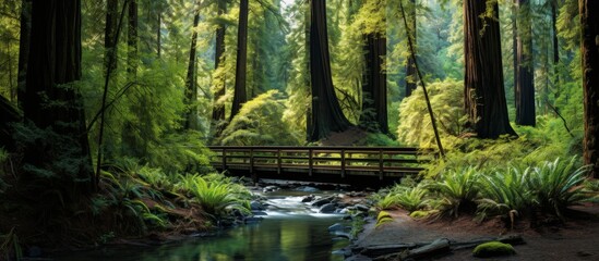 A wooden arafed bridge spanning a gentle stream surrounded by a dense forest with tall trees and...