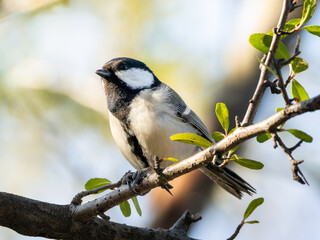Obraz premium 木の枝にとまるシジュウカラ