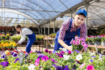 Flower greenhouse worker takes care of petunia flowers