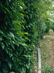 Javanese Long Pepper tree