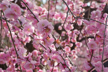 Obraz premium しだれ梅の優美さ