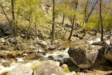 A stormy mountain stream flows through the spring forest, bending around trees and stones on a sunny spring day.