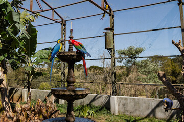 Araras Canindé, Vermelha e Azul no Zoo  das Aves