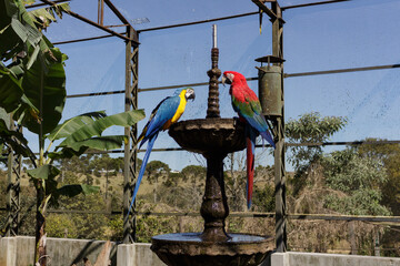 Araras Canindé e Vermelha no Zoo  das Aves
